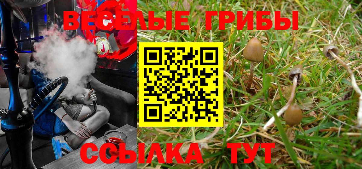 Рассказово  Псилоцибиновые грибы Psilocybe  Псилоцибиновые грибы Psilocybe  Вход с VPN 